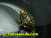 /home//u458753944/public_html/sourcegallery//Roxborough Toad Detour/2013-2019/2013/2013-05-08/P1120351.JPG